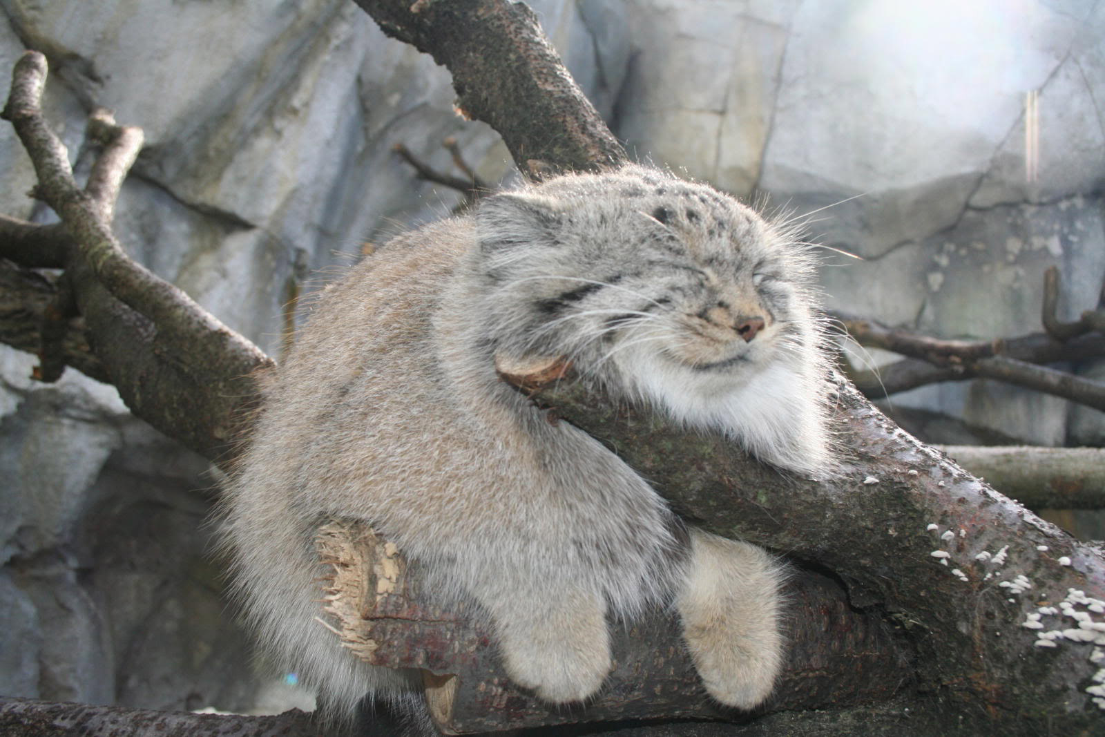 Just a Tibetan Pallas cat chillin' on a branch. : aww