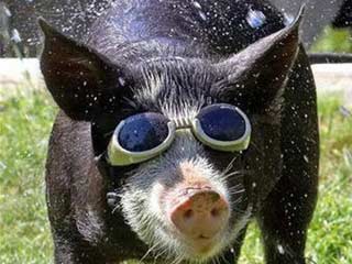 Vorschaubild Lustige Schweine Bilder Kleine Pause Unterhaltung