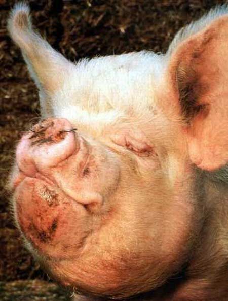 Lustige Schweine Bilder Kleine Pause Unterhaltung