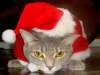 Vorschaubild Lustige Weihnachts Katzen