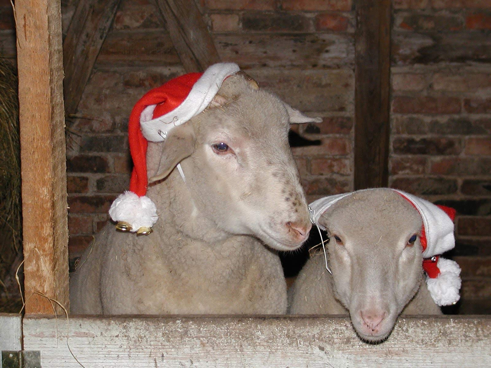 Bildergebnis für Lustige Weihnachtsbilder Tiere
